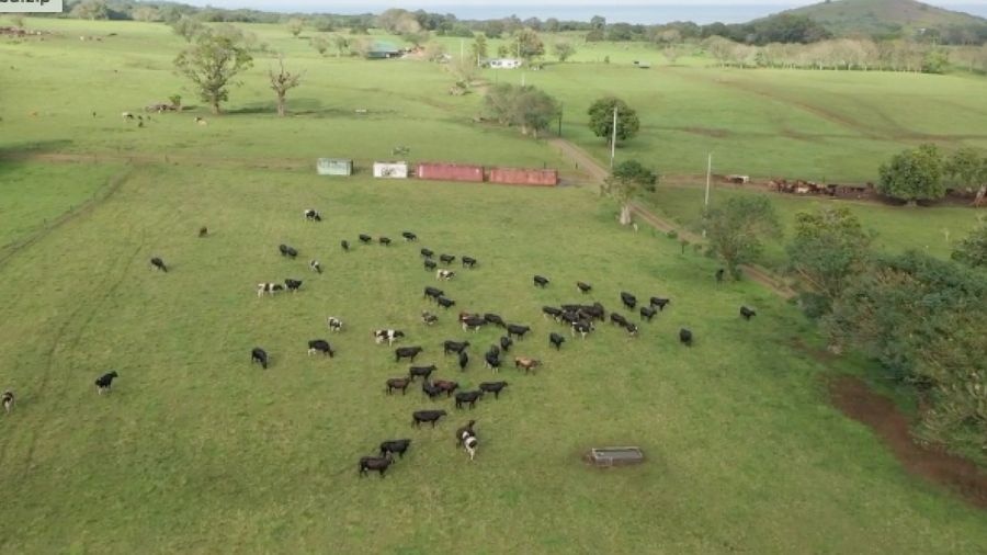 Cattle farm landscape on the Taravao plateau